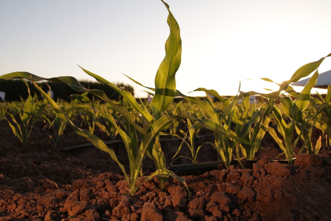 Campo demostrativo